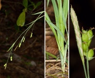 Carex laxiculmis