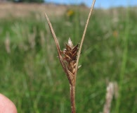 Carex lemmonii