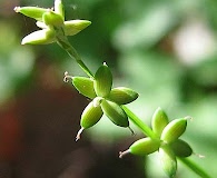 Carex loliacea