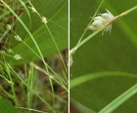 Carex novae-angliae