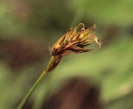 Carex pyrenaica