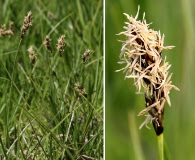 Carex simulata