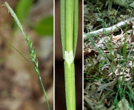 Carex striatula