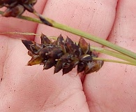 Carex stylosa