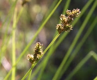 Carex subbracteata