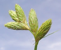 Carex vexans