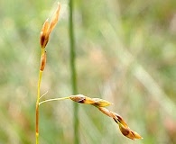 Carex williamsii