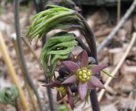 Caulophyllum giganteum