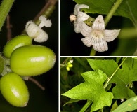 Cayaponia quinqueloba