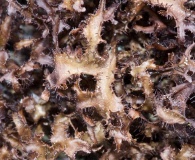 Cetraria ericetorum