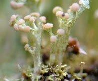 Cladonia botrytes