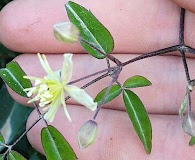 Clematis dioica