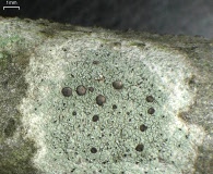 Cliostomum griffithii
