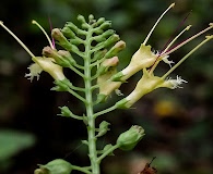 Collinsonia canadensis