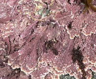 Corallina vancouveriensis