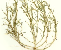 Corispermum villosum