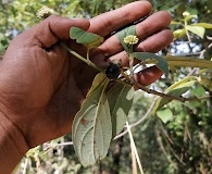 Cornus disciflora