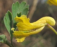 Corydalis flavula