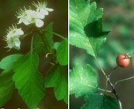 Crataegus pulcherrima