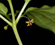 Croomia pauciflora
