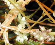 Cuscuta obtusiflora