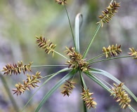 Cyperus tetragonus