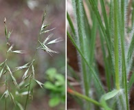 Danthonia sericea