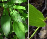Dichanthelium latifolium