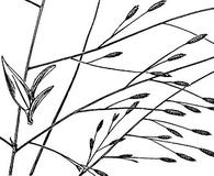Eragrostis refracta