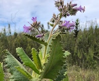 Eriodictyon sessilifolium