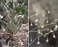 Eriogonum watsonii