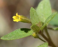 Erythranthe breviflora