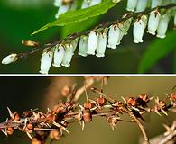 Eubotrys racemosa