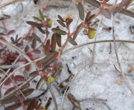 Euphorbia bombensis