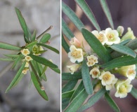Euphorbia colletioides