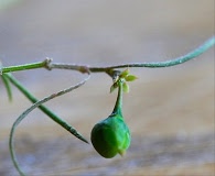 Euphorbia hexagona