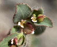Euphorbia villifera