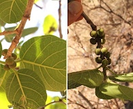 Ficus cotinifolia