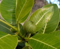 Ficus insipida