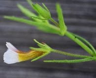 Gratiola brevifolia