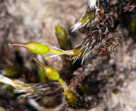 Grimmia laevigata