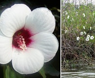 Hibiscus laevis