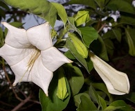 Hintonia latiflora