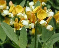 Hosackia oblongifolia