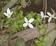 Houstonia procumbens