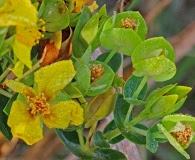 Hypericum edisonianum