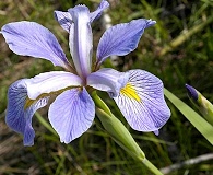 Iris virginica