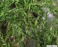 Isopterygiopsis pulchella