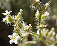 Johnstonella racemosa