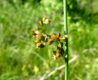 Juncus pylaei